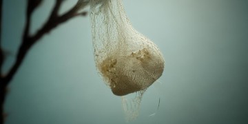 是我在作茧自缚究竟出自哪首歌？