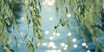 杨柳渡的歌曲究竟何时发布？
