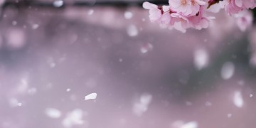 没有了往日的任性究竟是哪首歌？