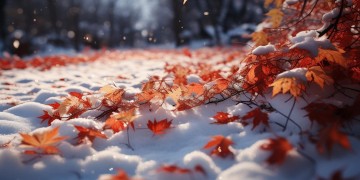 那年枫花和雪月究竟是哪首歌？
