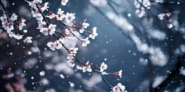 今夜樱花乱舞风出自哪首歌？