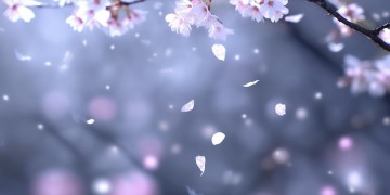 永远爱你是我舍得究竟是哪首歌？