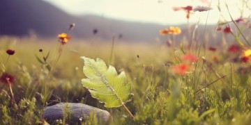 成长之重量究竟是何时的歌？