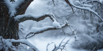 雪诉离歌究竟讲的是什么？