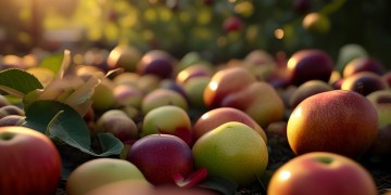 播放水果究竟是首什么歌？