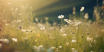 平静的喜悦最长久出自哪首歌？